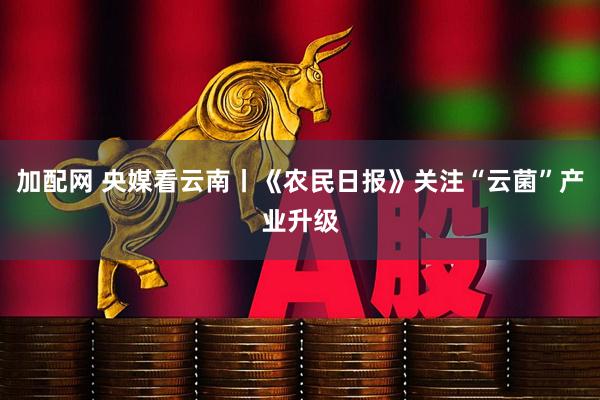 加配网 央媒看云南丨《农民日报》关注“云菌”产业升级